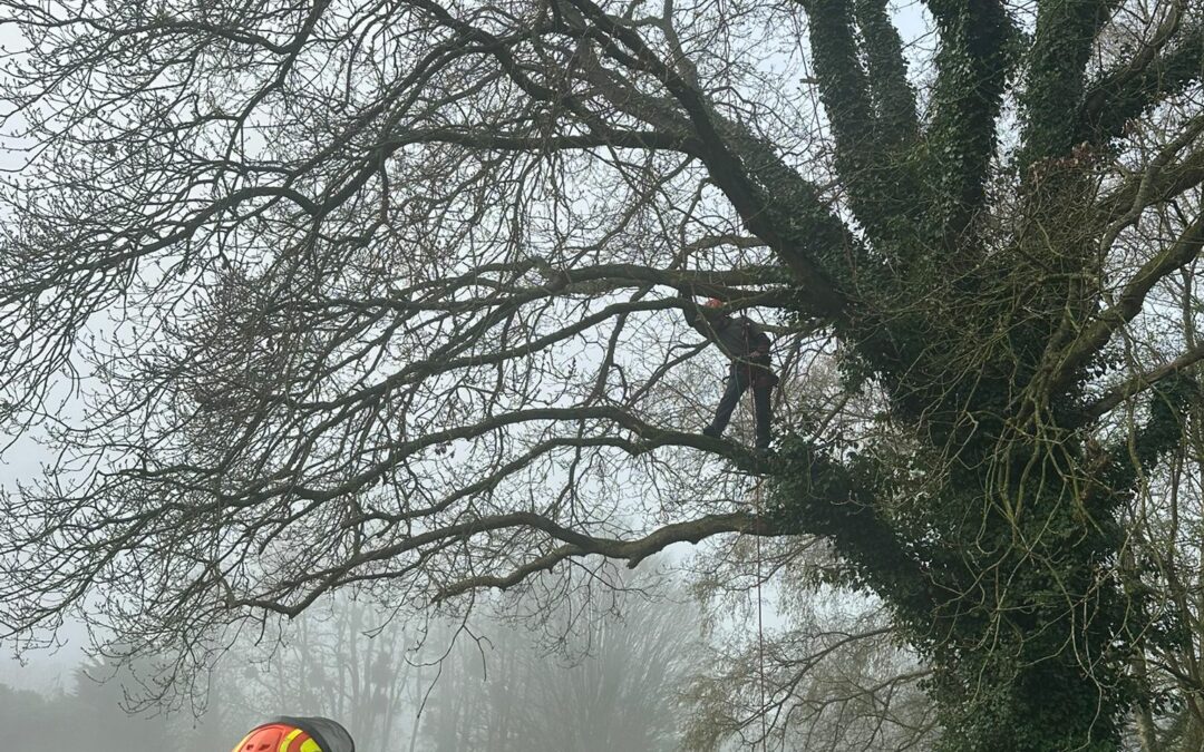 Photo elagage 23.03.26 2