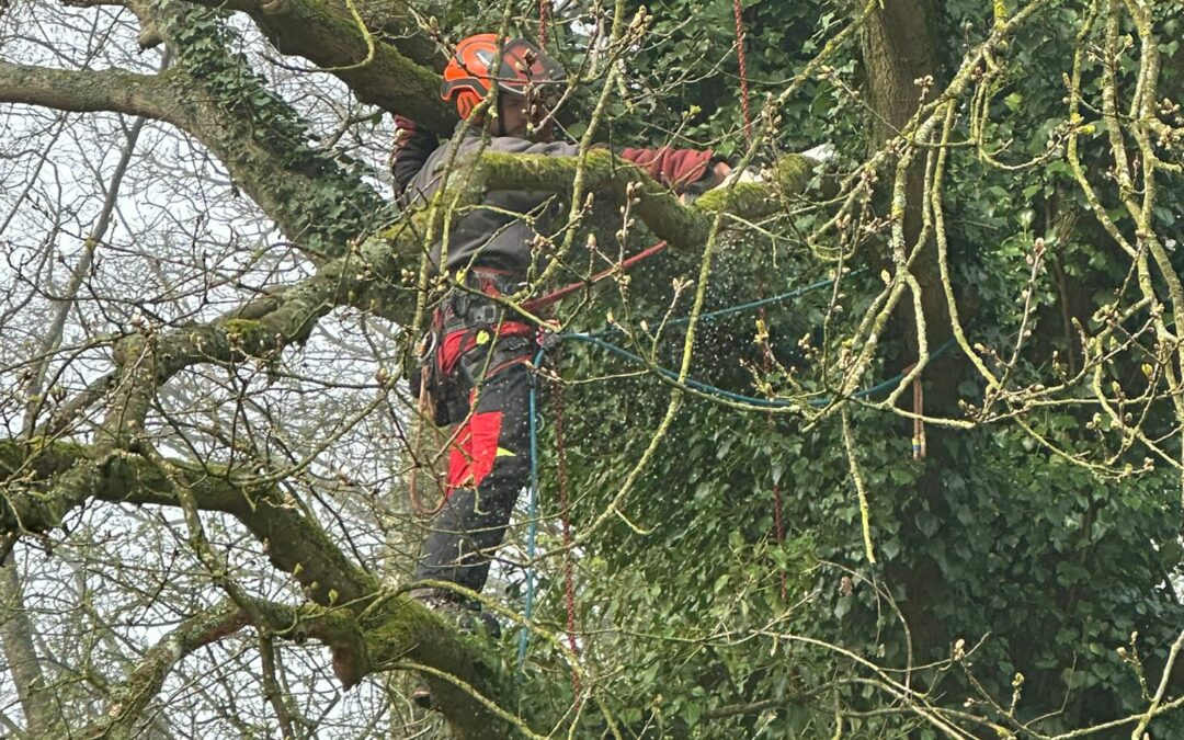 photo elagage 23.03.26 1